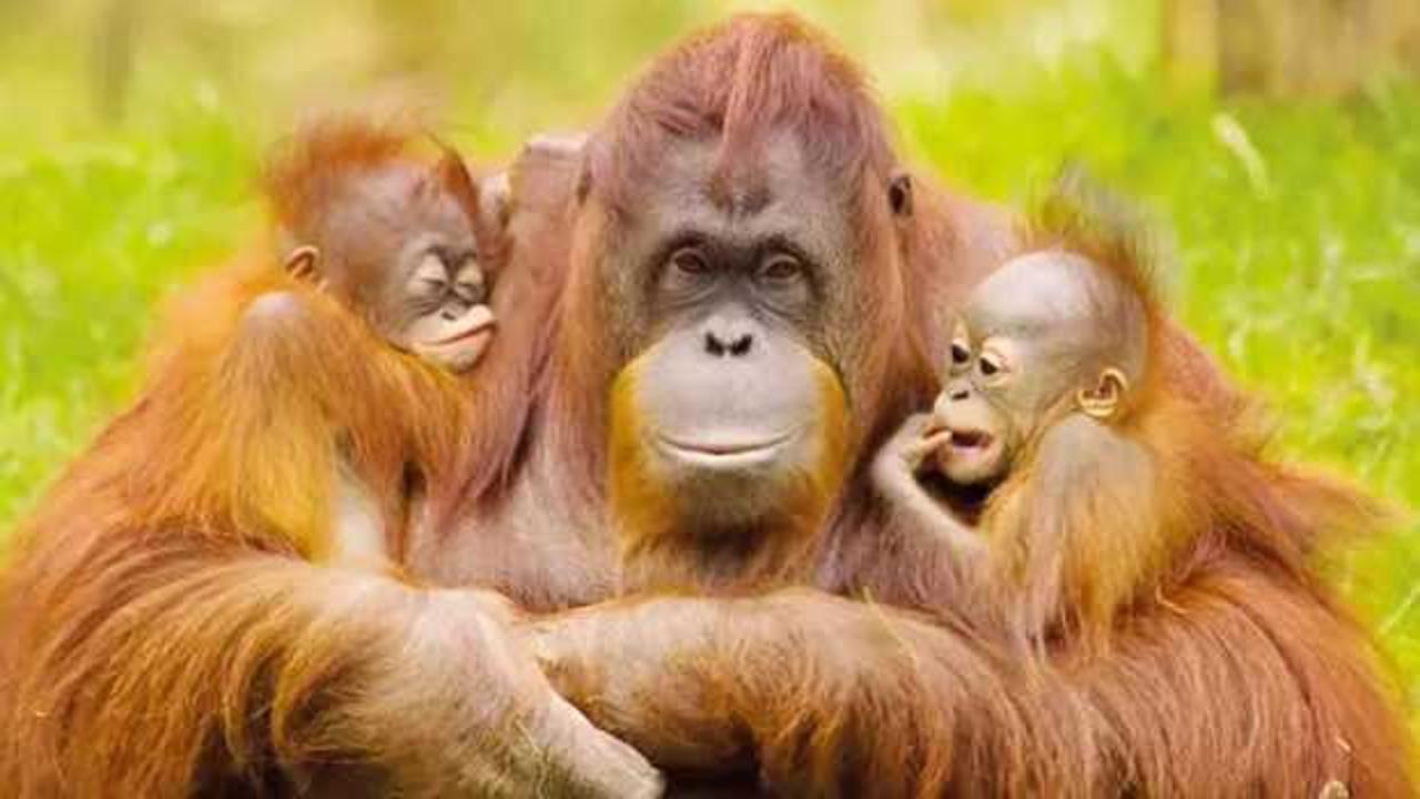 Malezya'dan orangutan diplomasisi