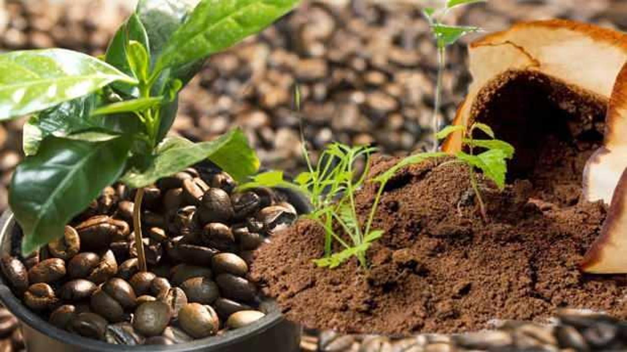 Bitkilerin hızlı büyümesi için ne gerekli? En hızlı bitki büyüten o yöntem!