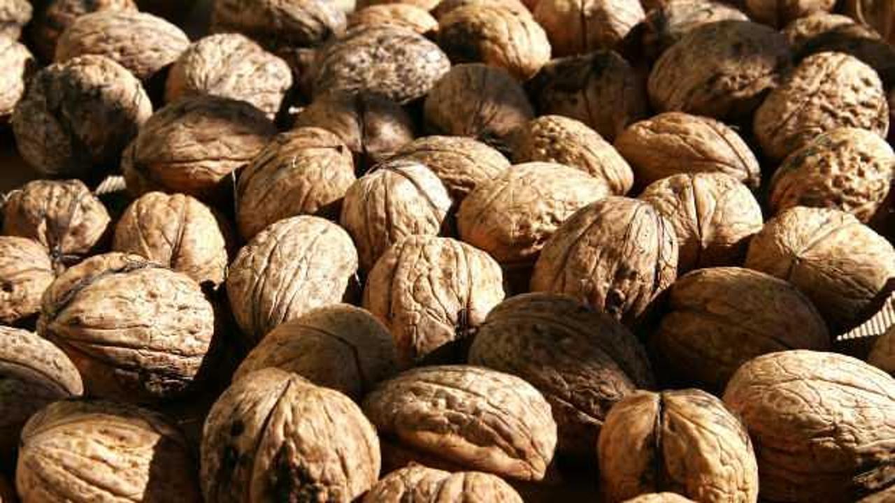 Her gün ceviz yemenin faydaları nelerdir? Aç karnına ceviz yemenin faydaları!