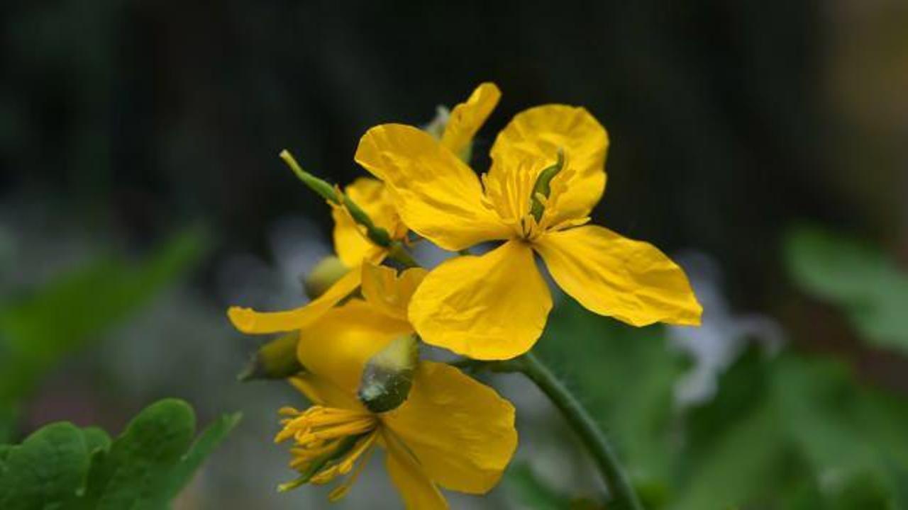 Kırlangıç otu nasıl kullanılır, faydaları nelerdir? Kırlangıç otu yağı…