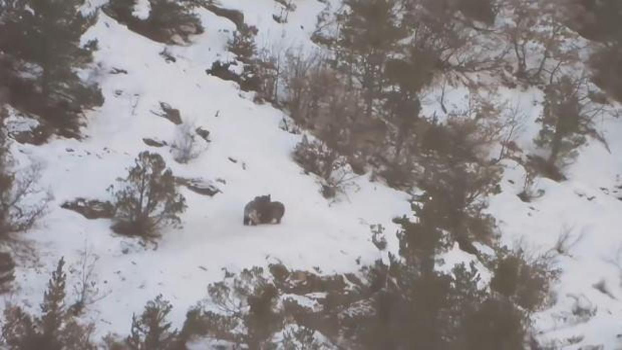 Gümüşhane’de karda oynayan anne ve yavru ayıların görüntüleri kalpleri ısıttı!