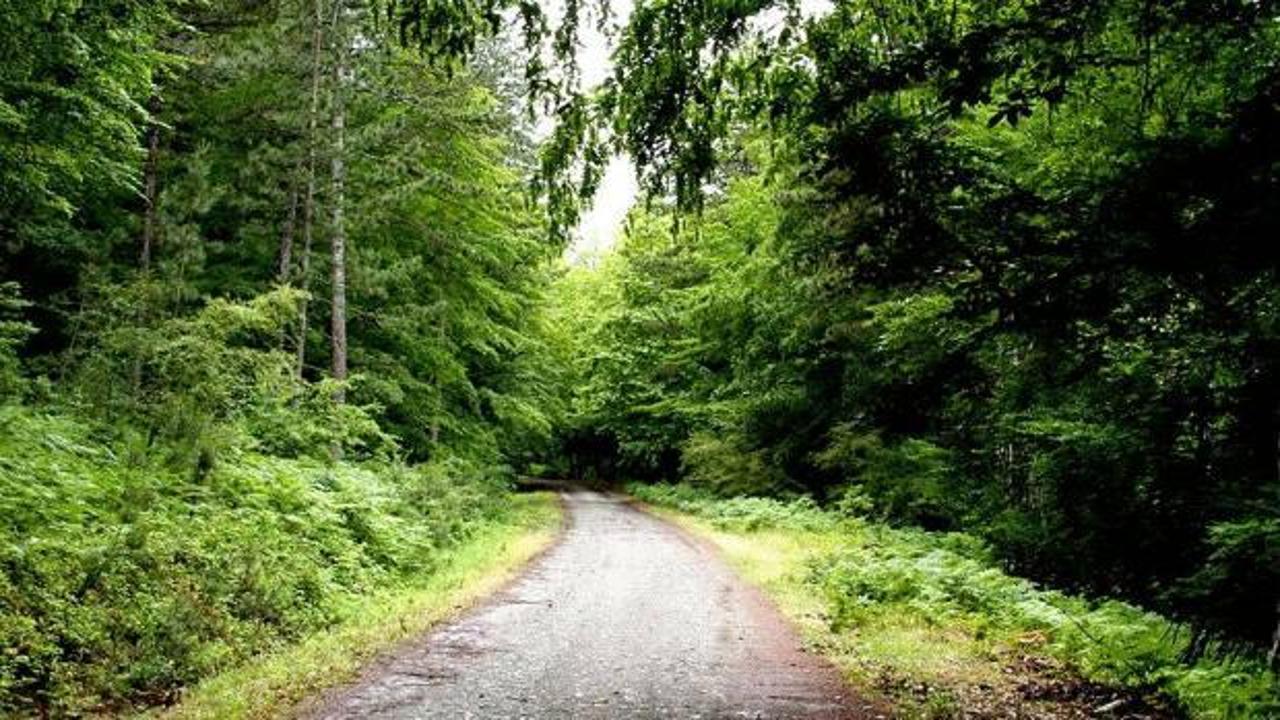 Sadece yetkililer girebilecek! O şehirde ormanlık alanlara girişe yasak getirildi