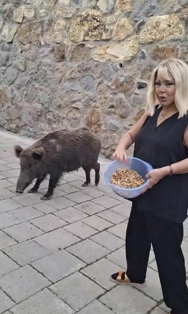 Bodrum’da ilginç anlar: Safiye Soyman domuzu elleriyle besledi!